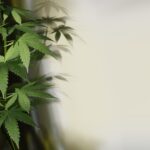 Cannabis ein Werkzeug des Teufels? Pharmaindustrie versus Naturheilkunde