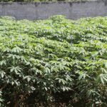 Cassava – The potato of the tropics as best alternative during global climate change